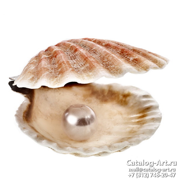Seashells 23
